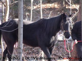 MISSING EQUINE Wimpys Ace -N- The Hole, "Pix" Near Athol , NY, 12810